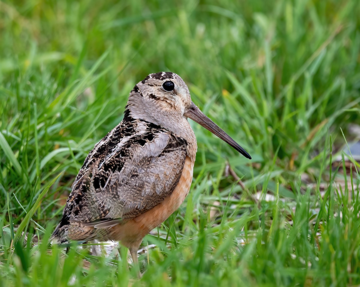 American Woodcock - ML620176189