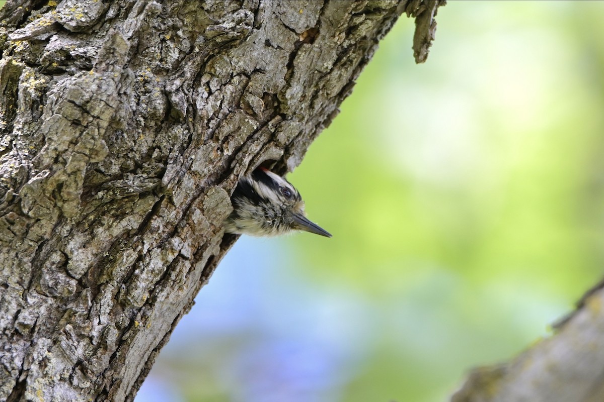 Downy Woodpecker - ML620176203