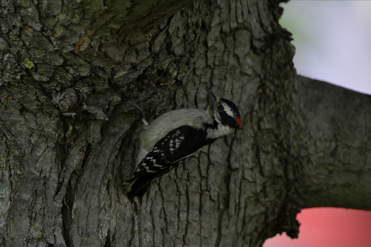 Downy Woodpecker - ML620176206