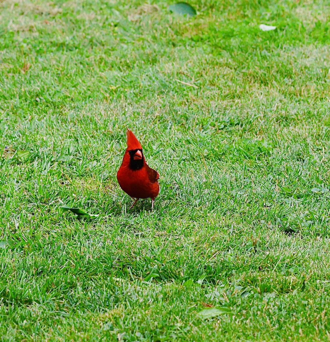 Northern Cardinal - ML620176210