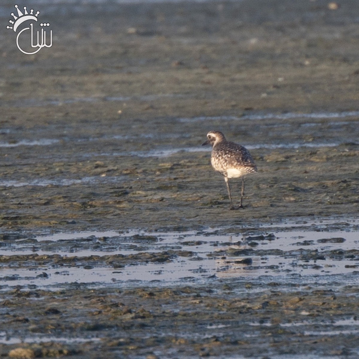 Black-bellied Plover - ML620176211