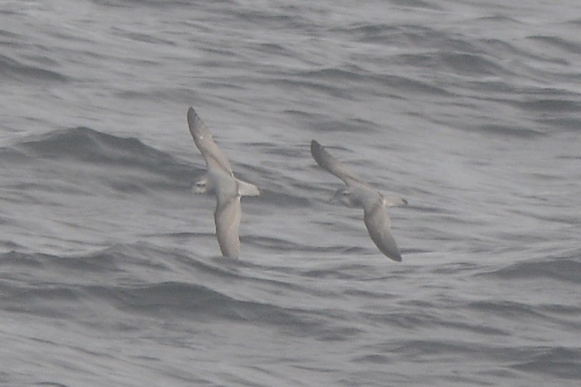 Antarctic Prion - ML620176219