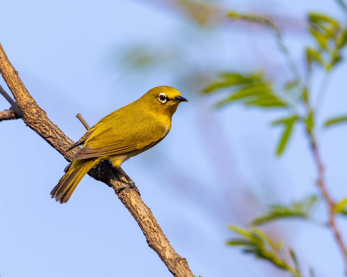 Indian White-eye - Gopala Krishna Baliga