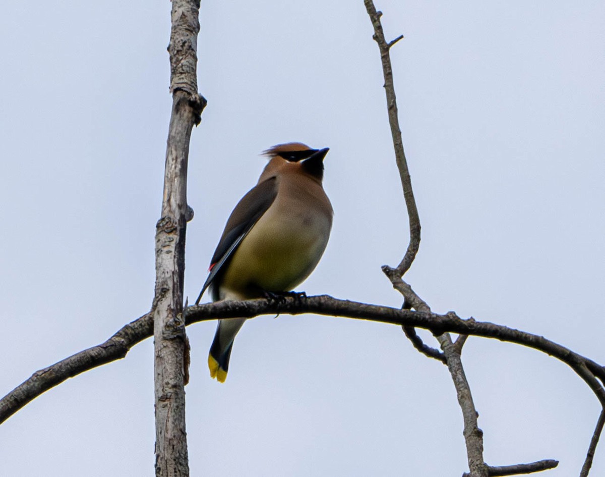 Cedar Waxwing - ML620176222