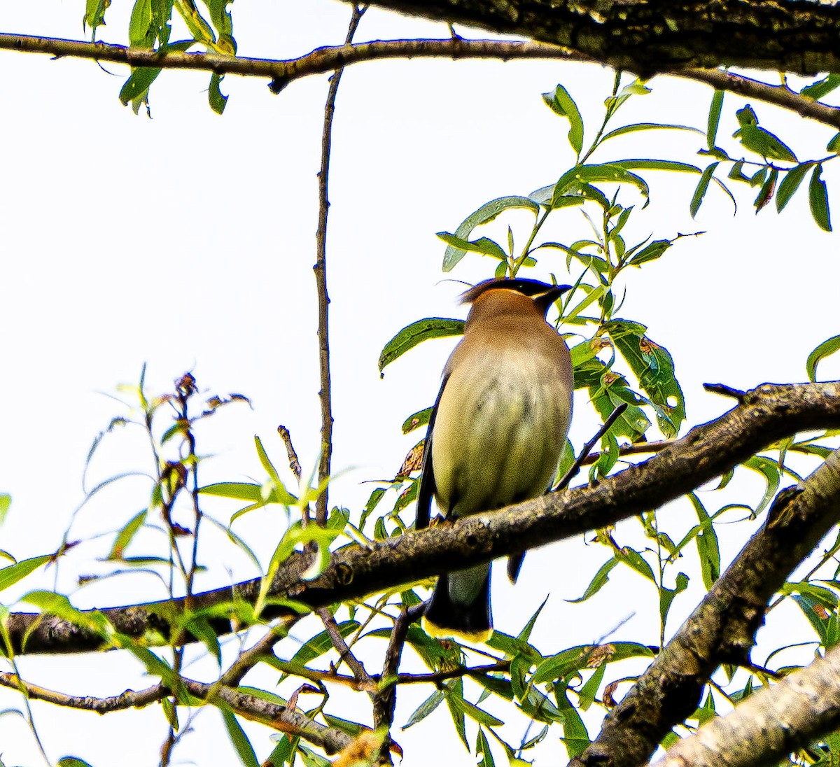 Cedar Waxwing - ML620176223