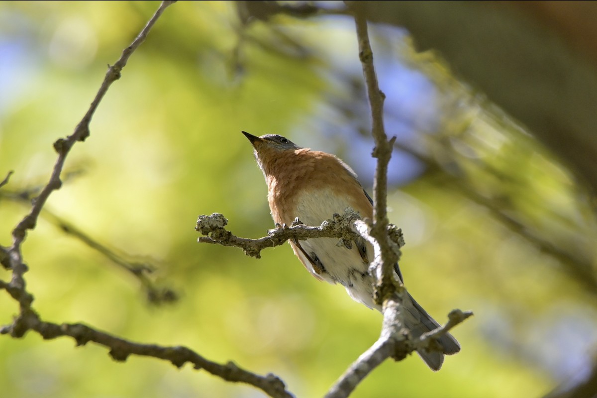 Eastern Bluebird - ML620176228