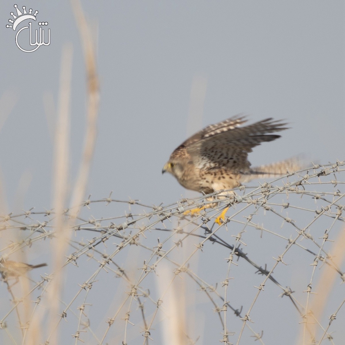 Eurasian Kestrel - ML620176232