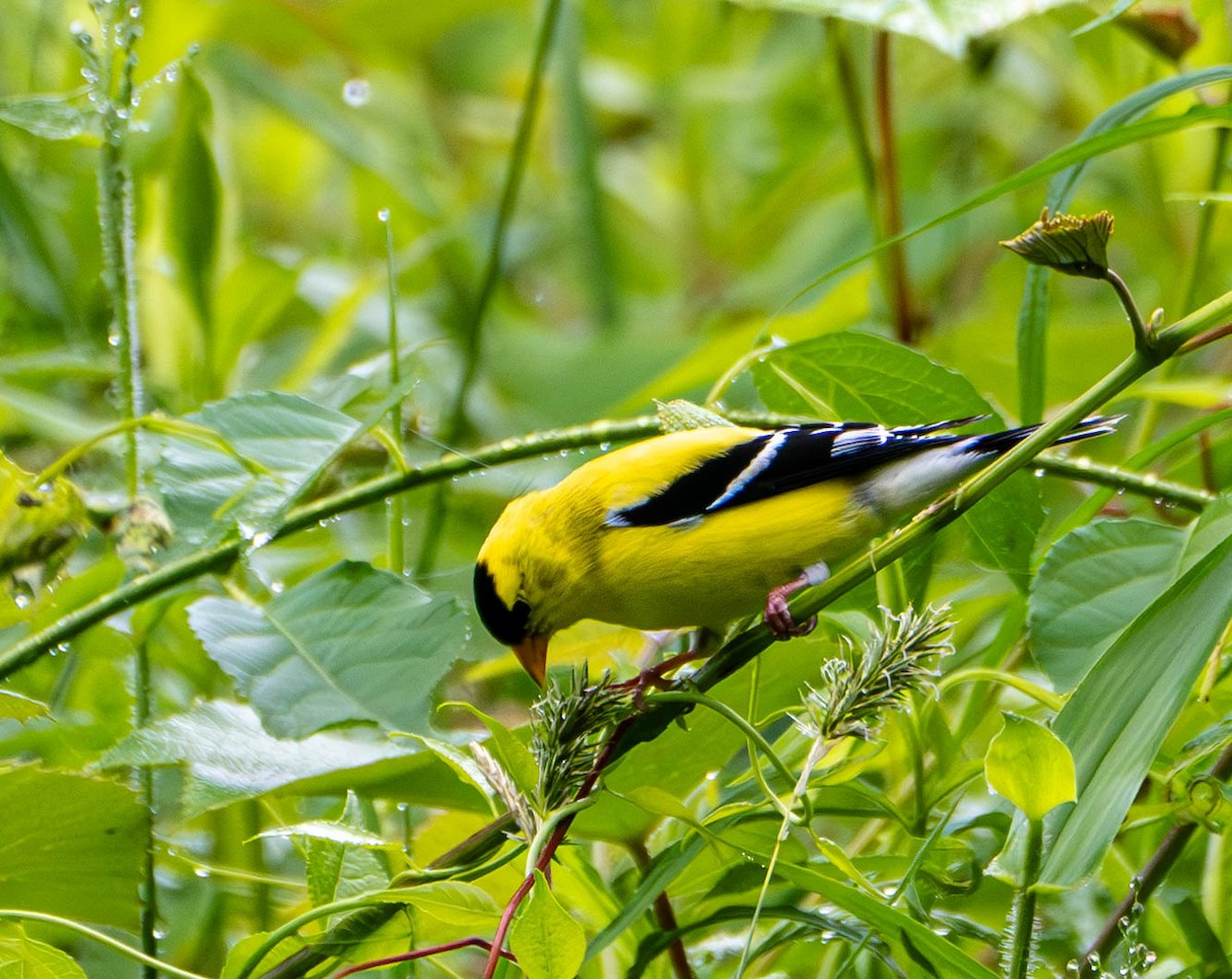 American Goldfinch - ML620176233