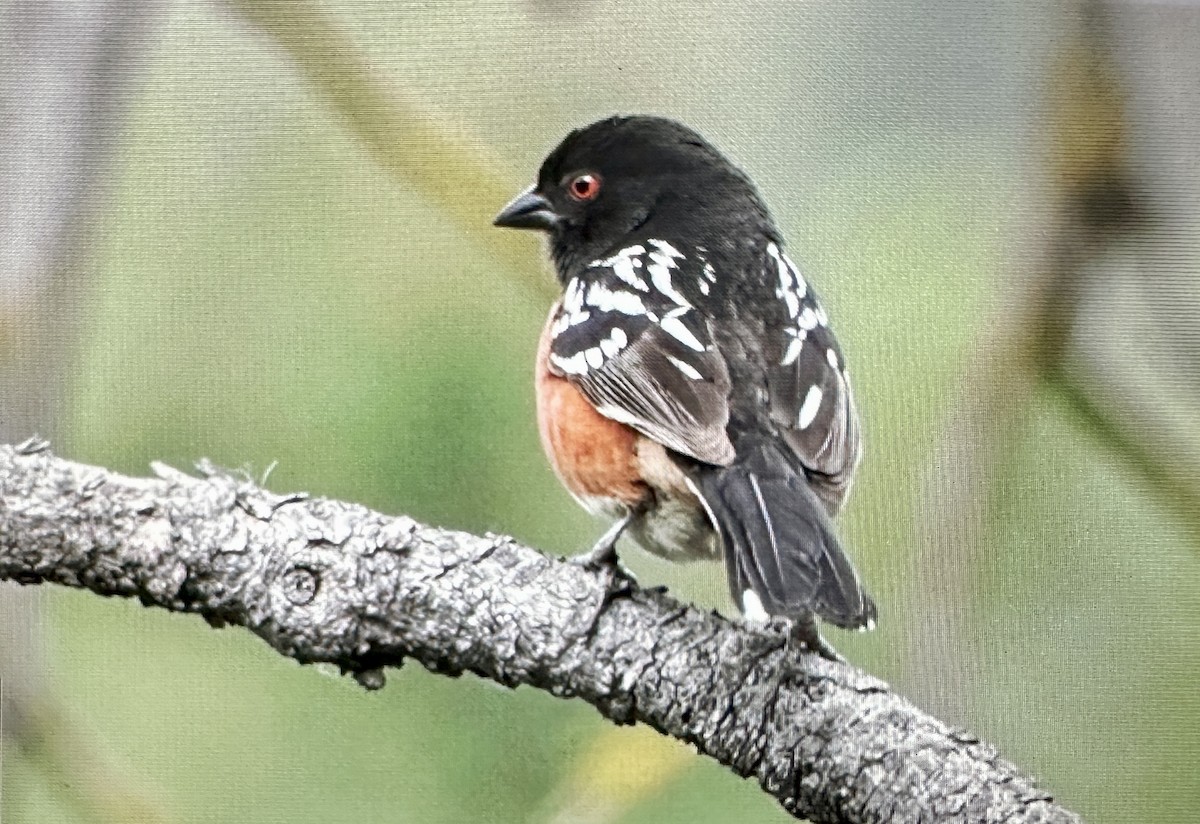 Spotted Towhee - ML620176235