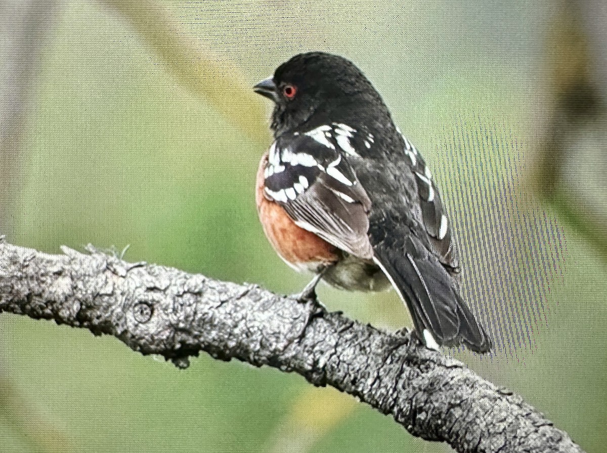 Spotted Towhee - ML620176238