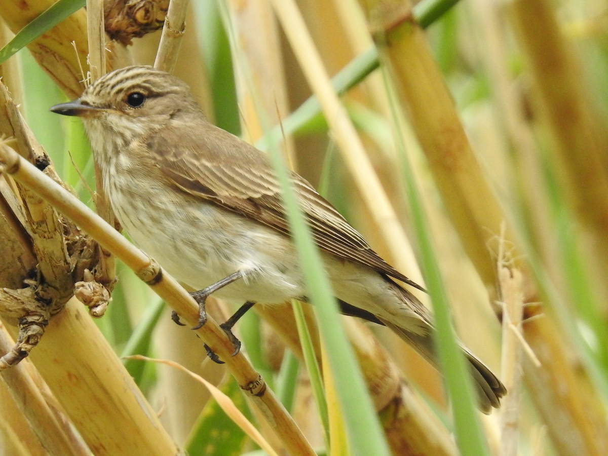 Spotted Flycatcher - ML620176254