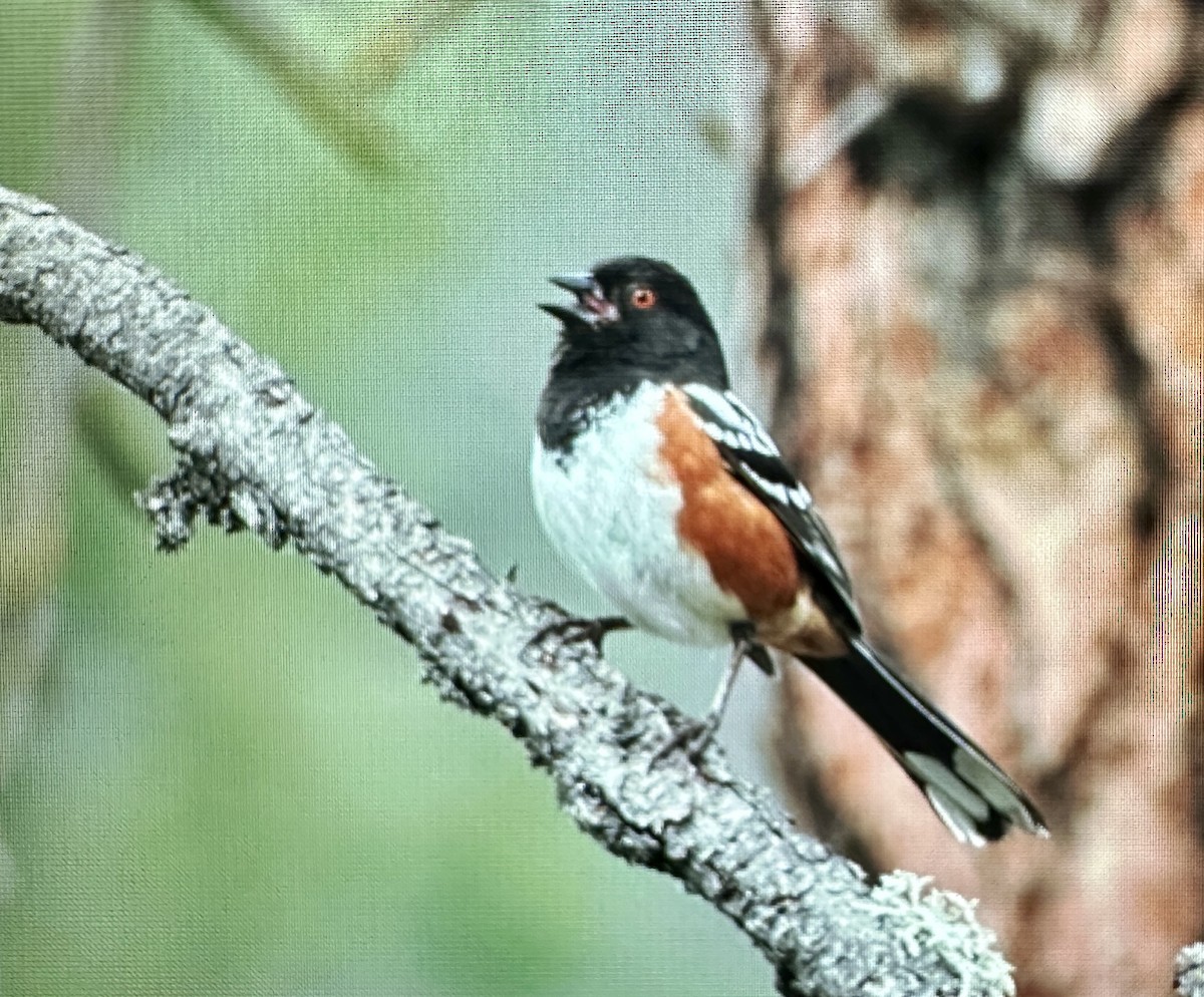 Spotted Towhee - ML620176255