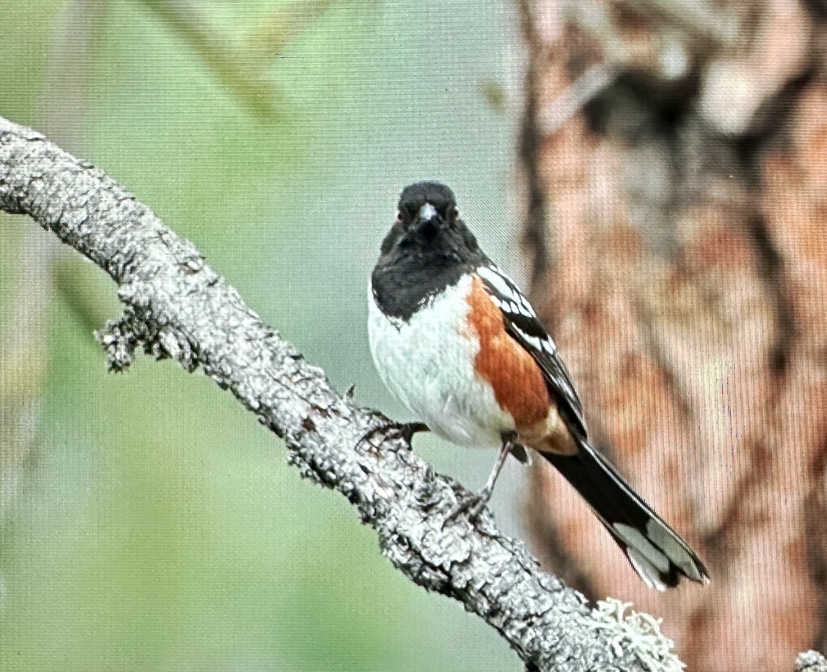 Spotted Towhee - ML620176256