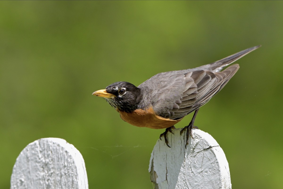 American Robin - ML620176258