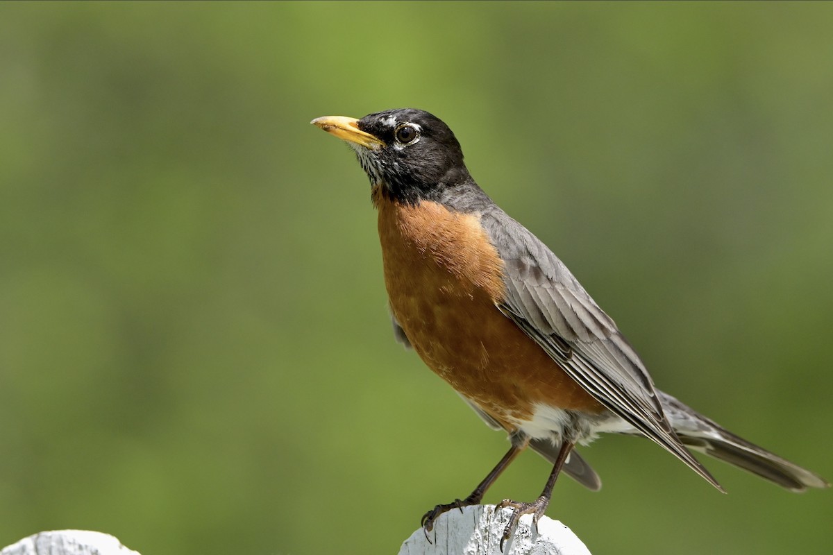 American Robin - ML620176260