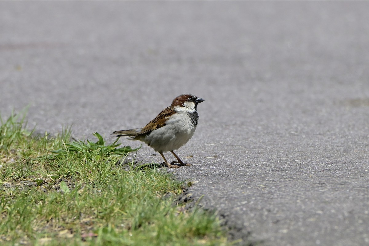 House Sparrow - ML620176261