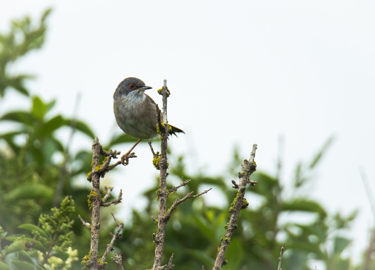 Curruca Cabecinegra - ML620176262