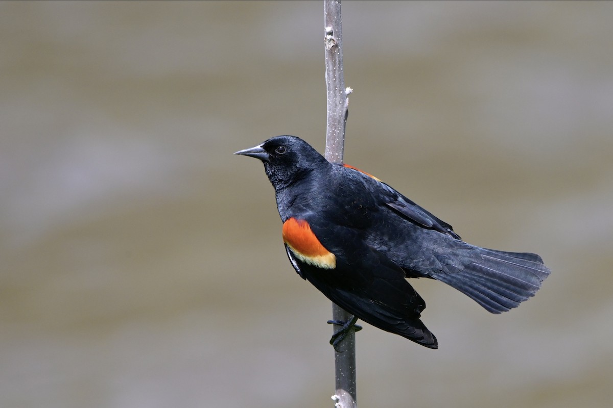 Red-winged Blackbird - ML620176265