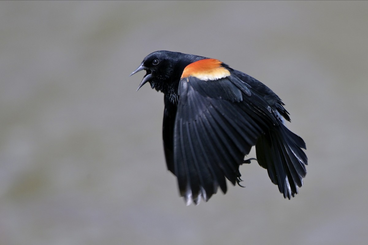 Red-winged Blackbird - ML620176266