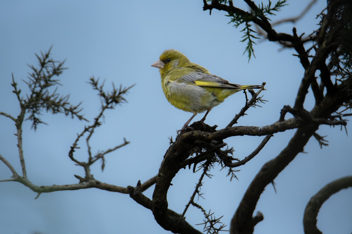 European Greenfinch - ML620176270