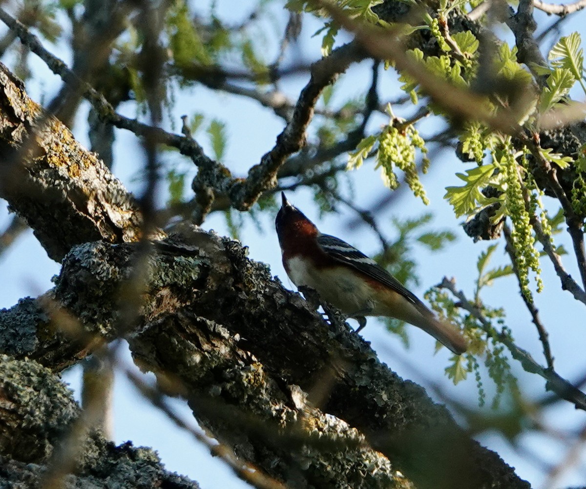 Bay-breasted Warbler - ML620176277