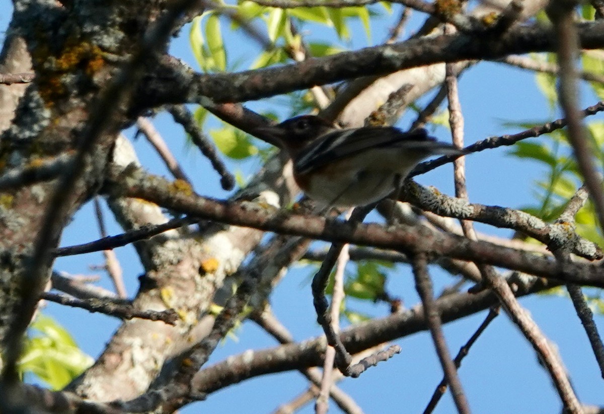 Bay-breasted Warbler - ML620176278