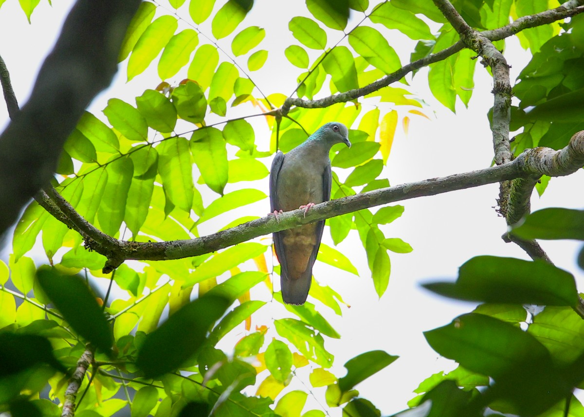 Sao Tome Pigeon - ML620176284