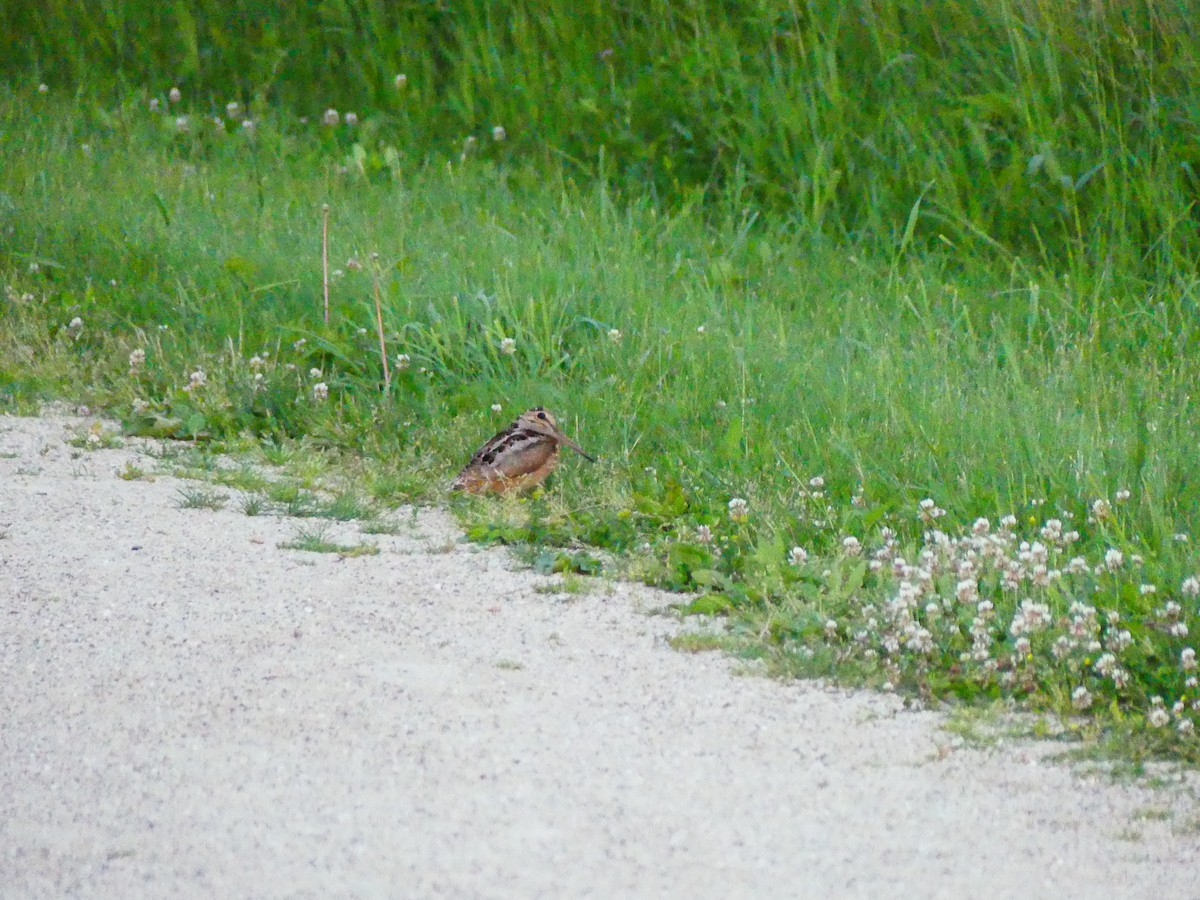 American Woodcock - ML620176286