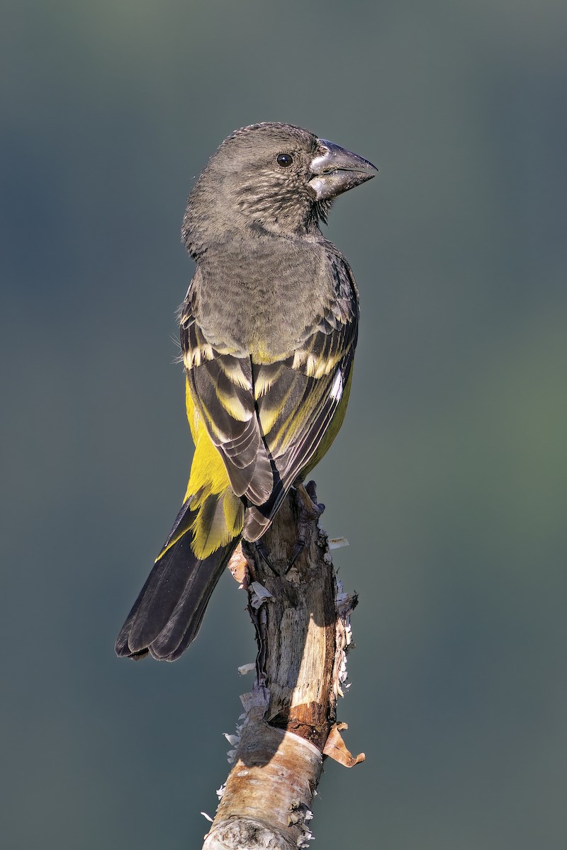 White-winged Grosbeak - ML620176292