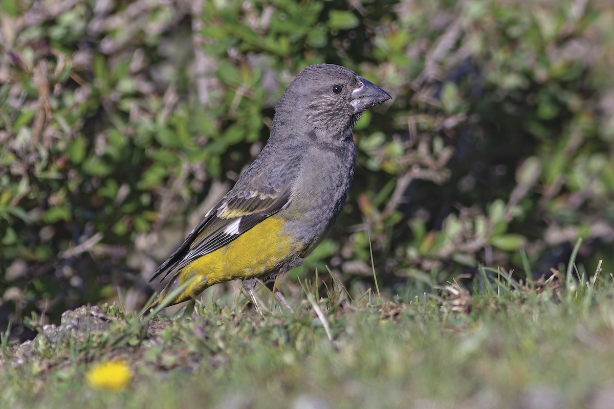 White-winged Grosbeak - ML620176293