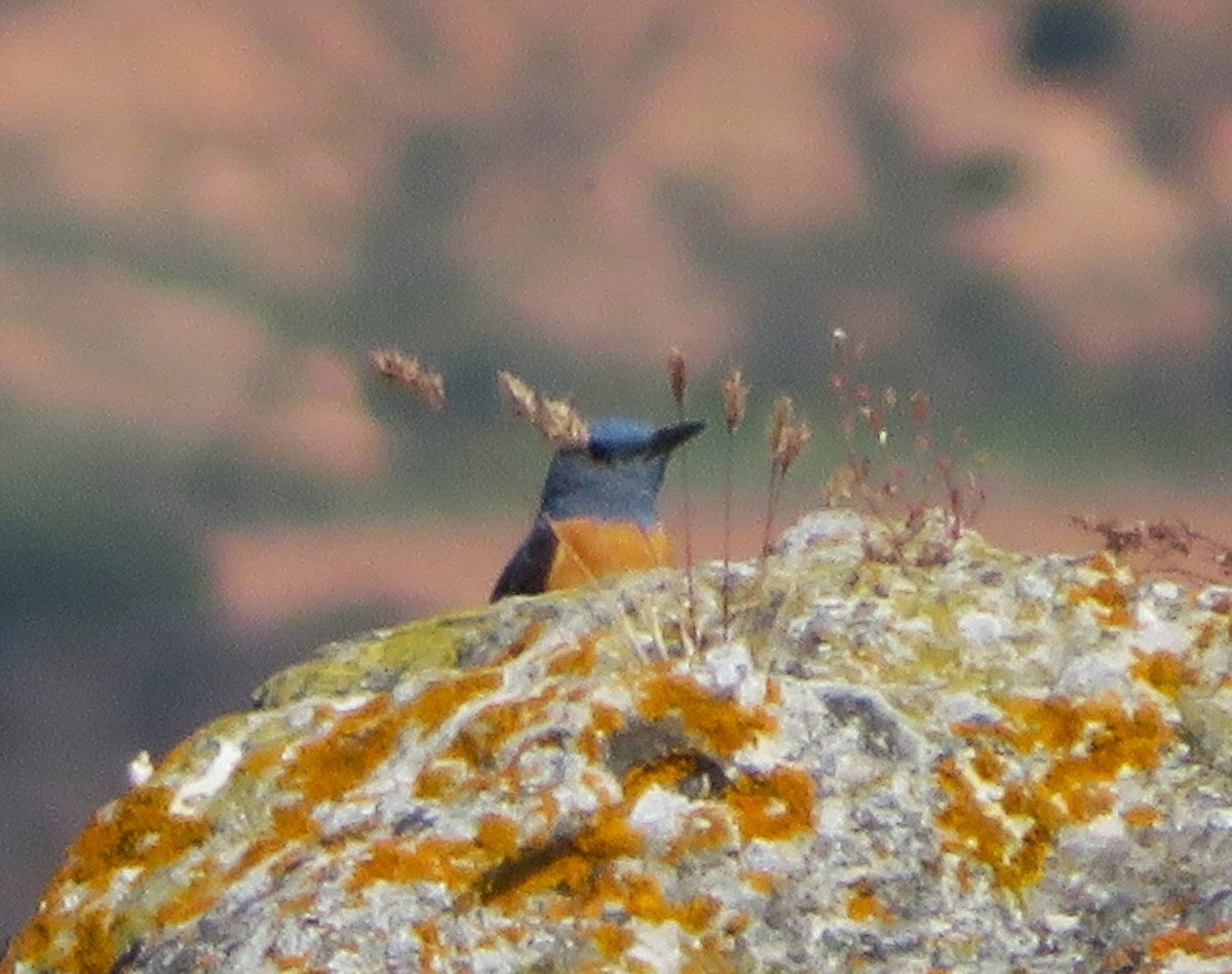 Rufous-tailed Rock-Thrush - ML620176297