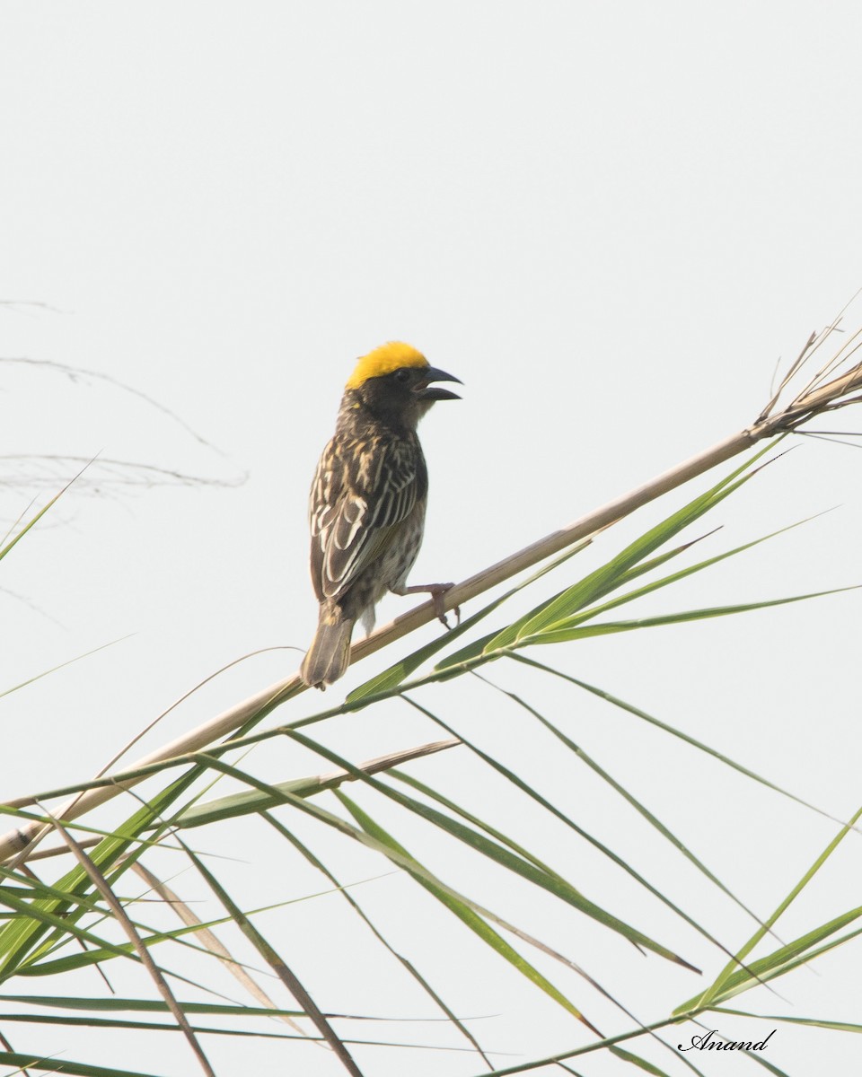 Streaked Weaver - ML620176298