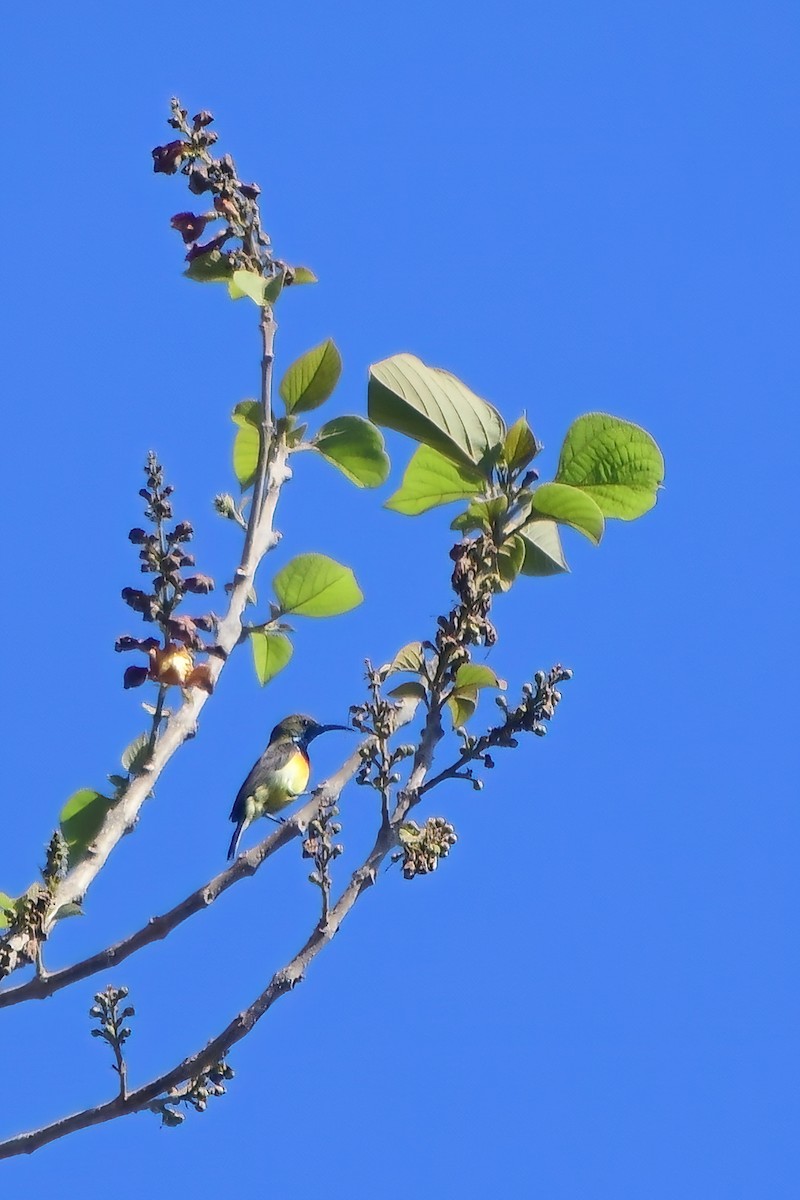 Palawan Sunbird - ML620176308