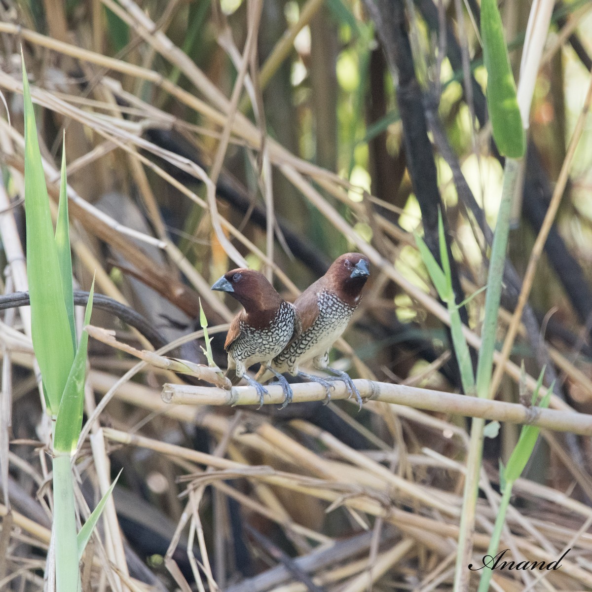 Scaly-breasted Munia - ML620176310