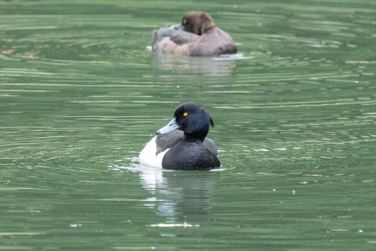 Tufted Duck - ML620176315