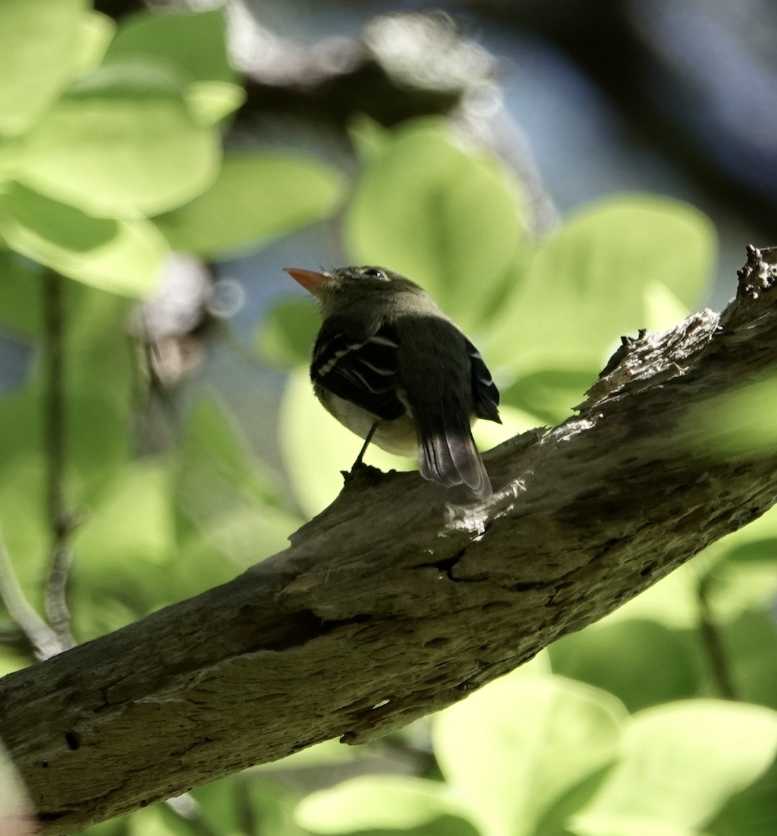 Mosquero sp. (Empidonax sp.) - ML620176317