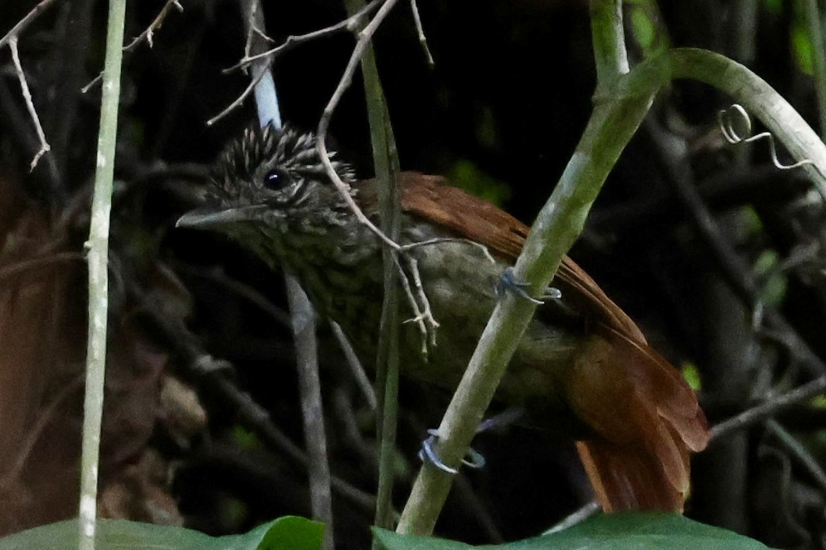 Black Antshrike - ML620176318