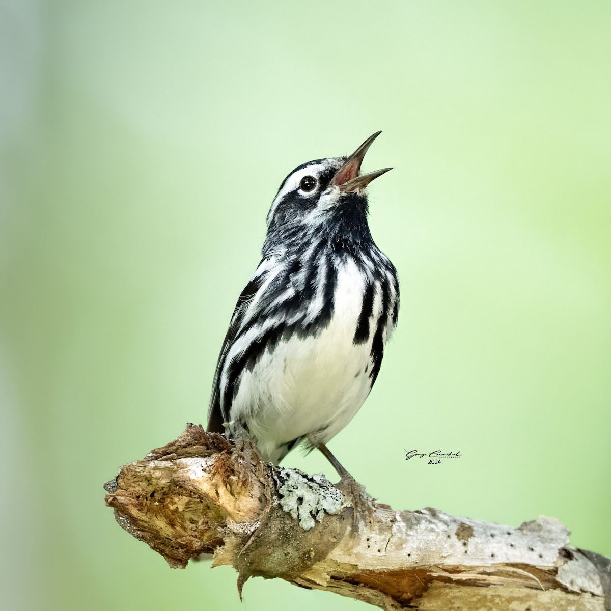 Black-and-white Warbler - ML620176320