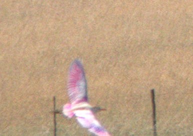 Western Cattle Egret - ML620176334