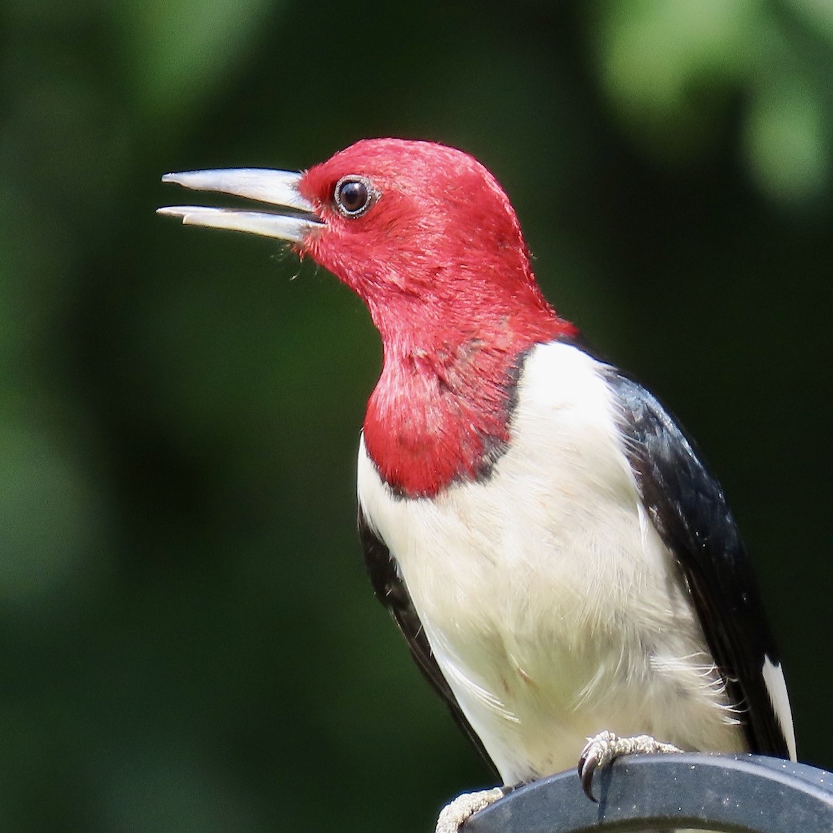 Red-headed Woodpecker - ML620176339