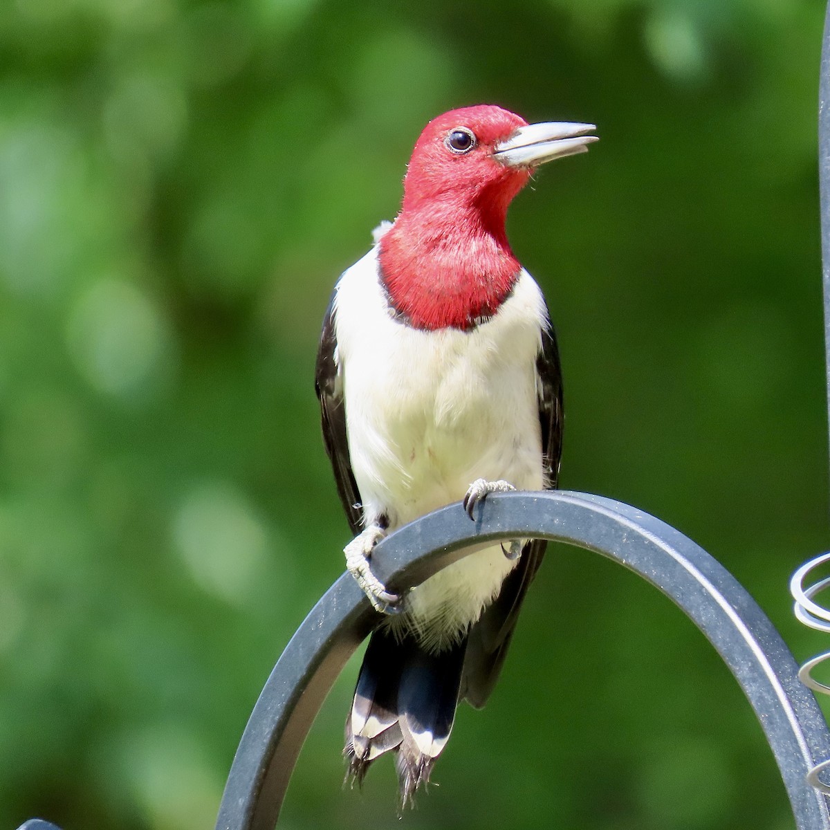Red-headed Woodpecker - ML620176340