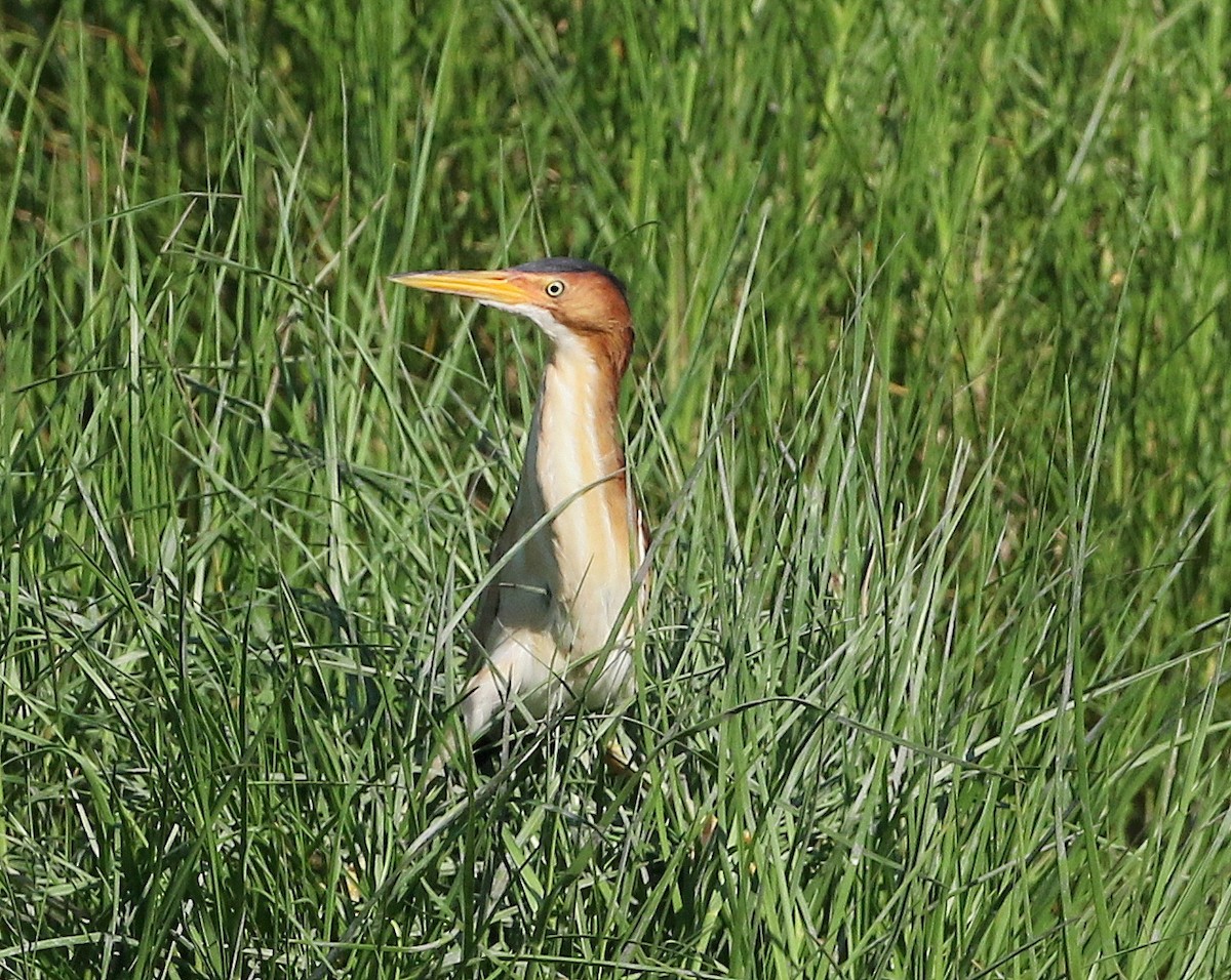 Least Bittern - ML620176344