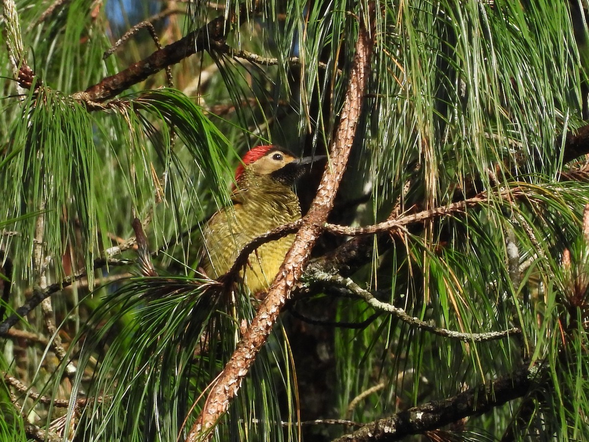 Golden-olive Woodpecker - ML620176354