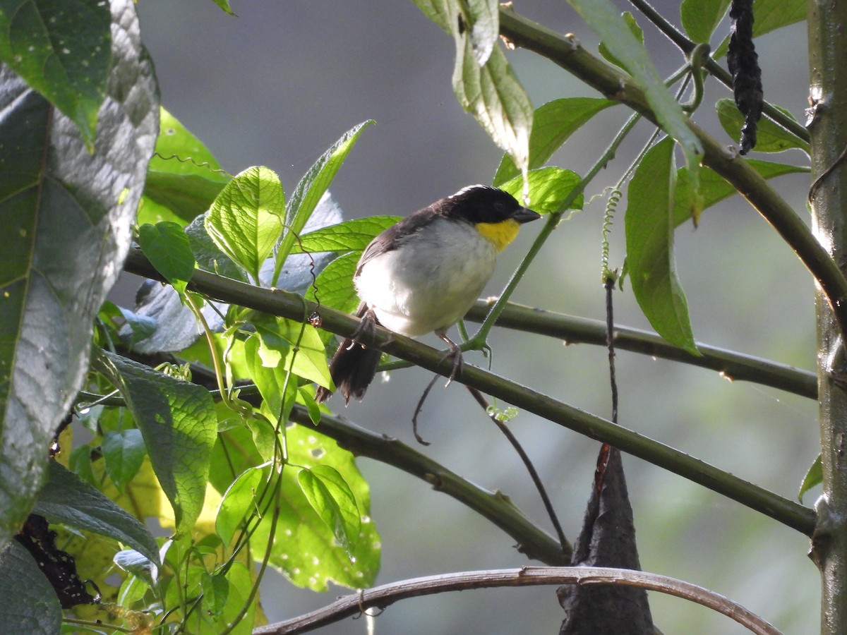 White-naped Brushfinch - ML620176365