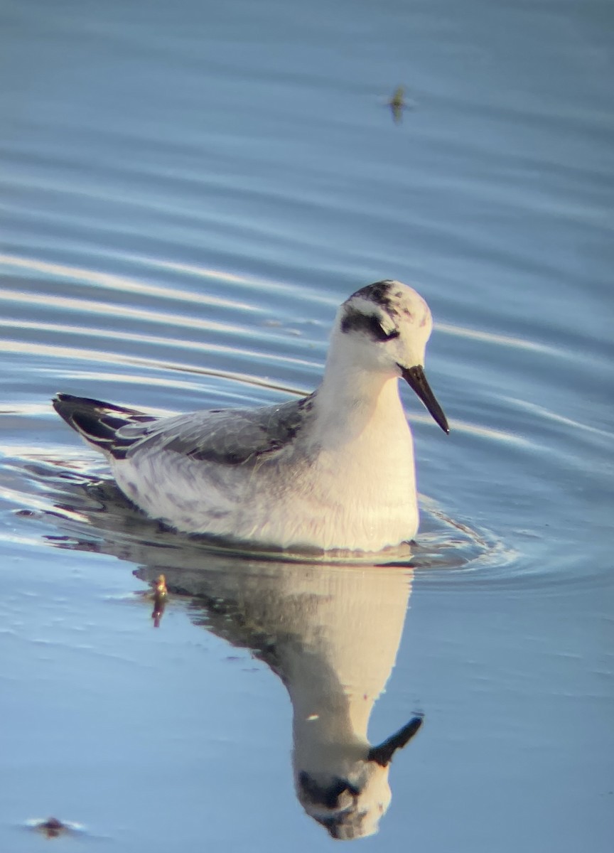 Red Phalarope - ML620176367