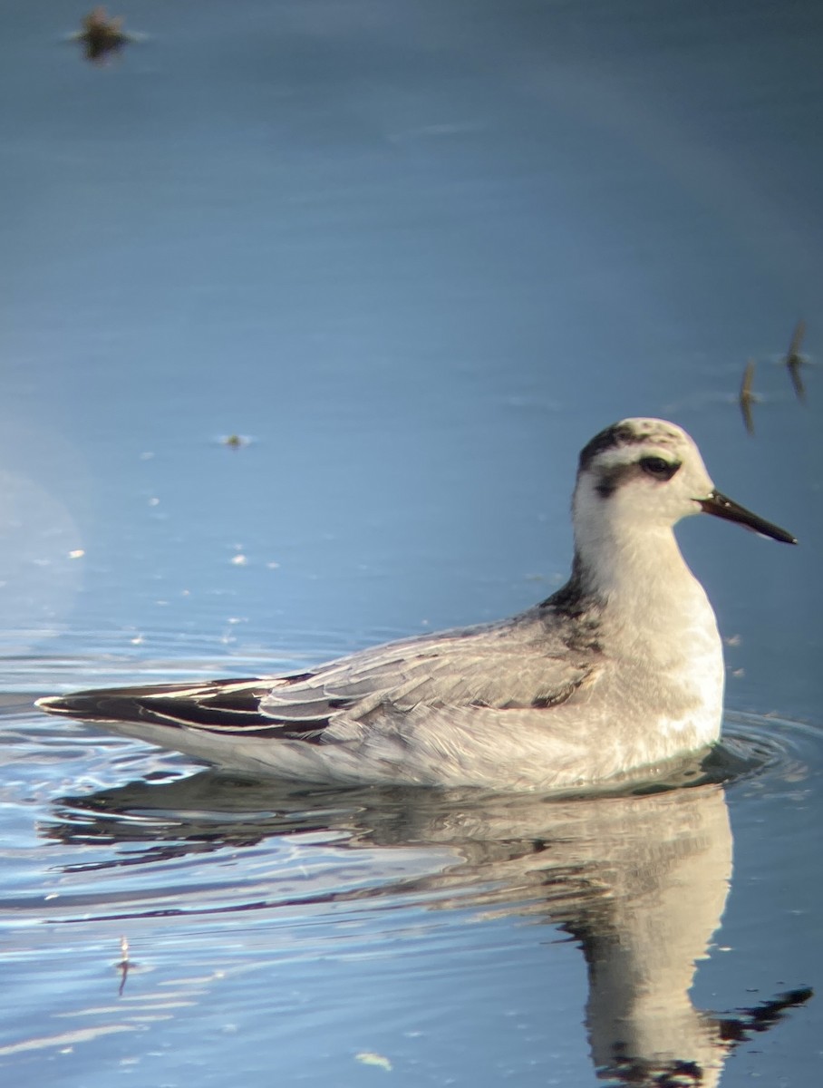 Red Phalarope - ML620176372