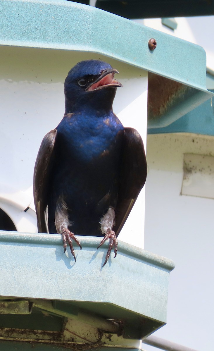 Purple Martin - ML620176374