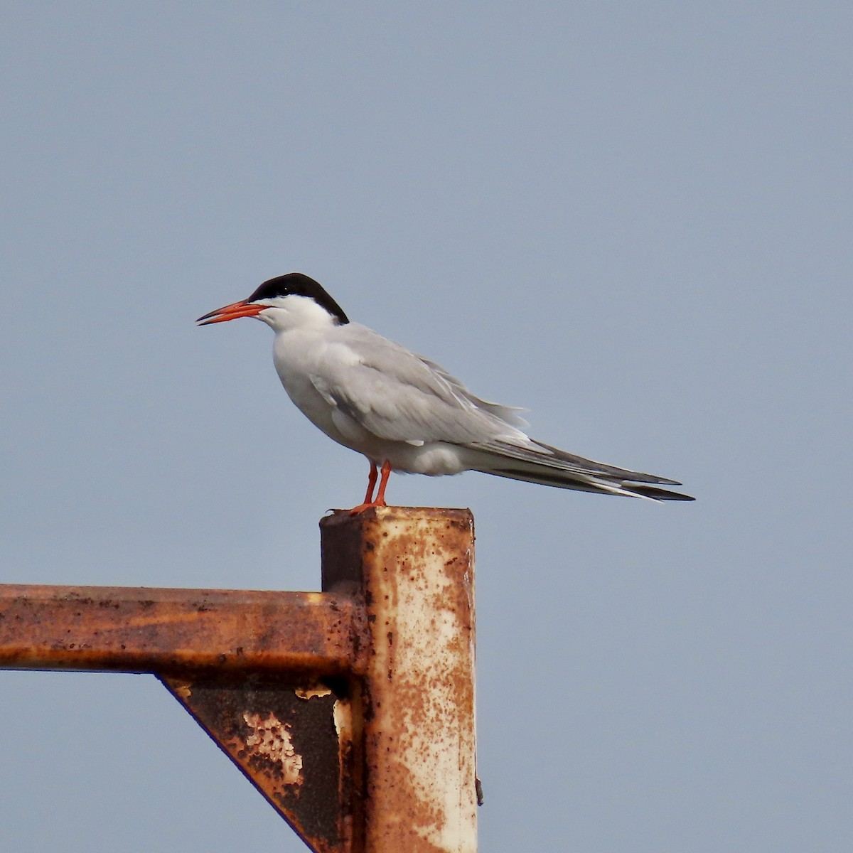 Common Tern - ML620176381