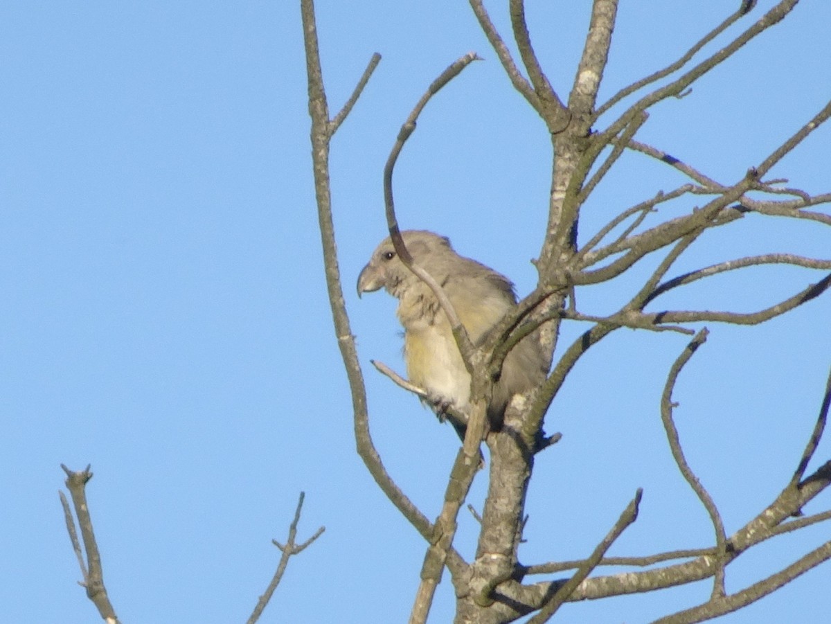 Parrot Crossbill - ML620176383