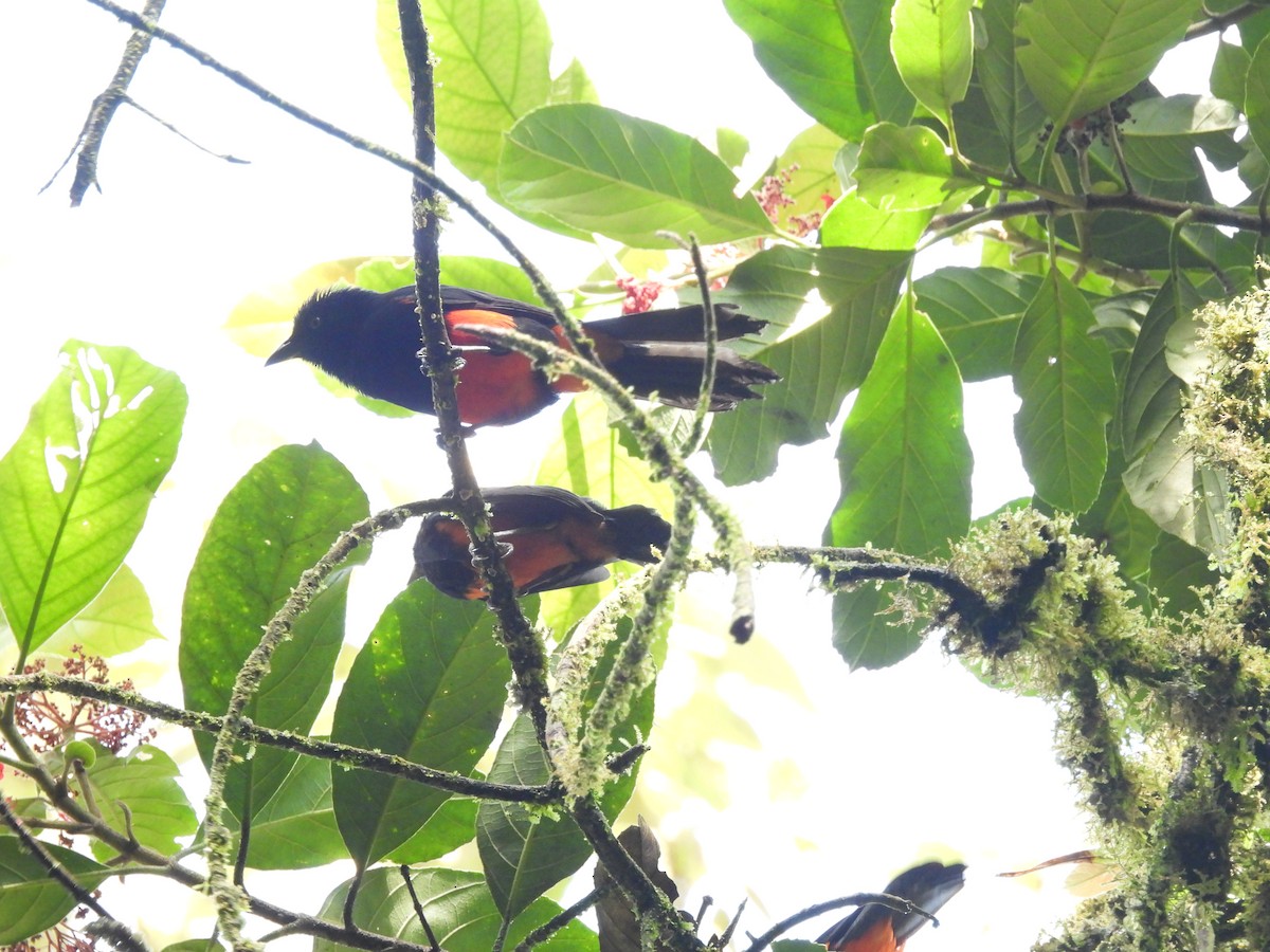 Red-bellied Grackle - ML620176384